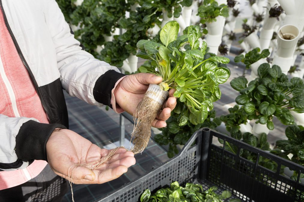 Food: Nourishment, Culture, and Innovation