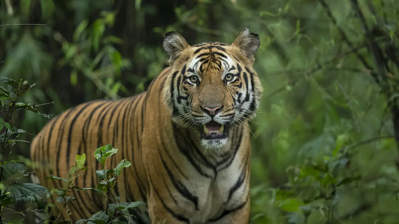 Tiger Safari in India: The Ultimate Wildlife Adventure